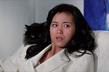 The Cat